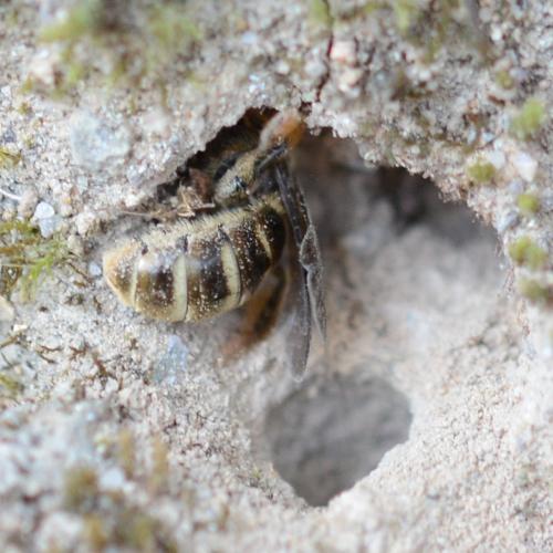 Lasioglossum sp.